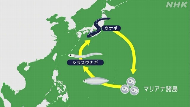 ウナギ稚魚の人工飼育、水産庁「商業化に道筋」　完全養殖のコスト減